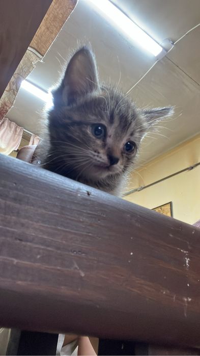 Отдам кошечку в добрые руки