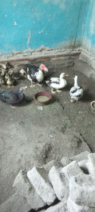 Indautka joʻjalari sotiladi