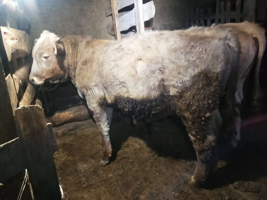 Бұқа сатылады 850000