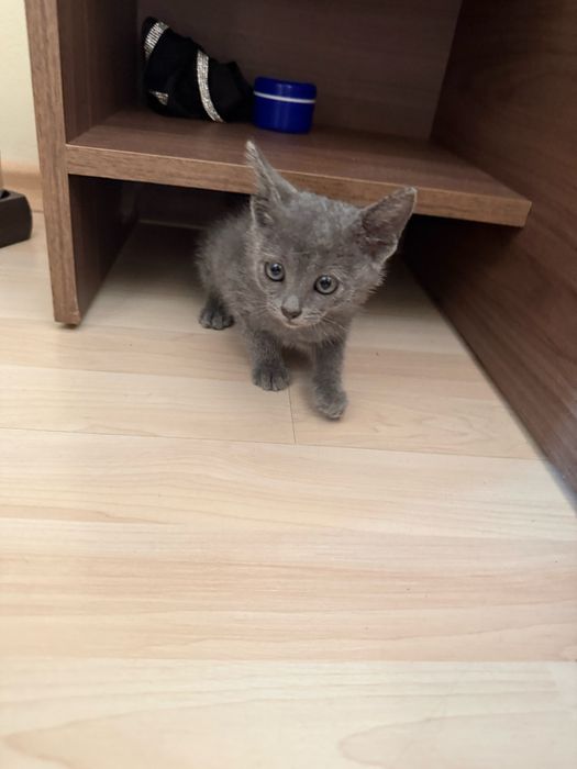 Руски сини котета