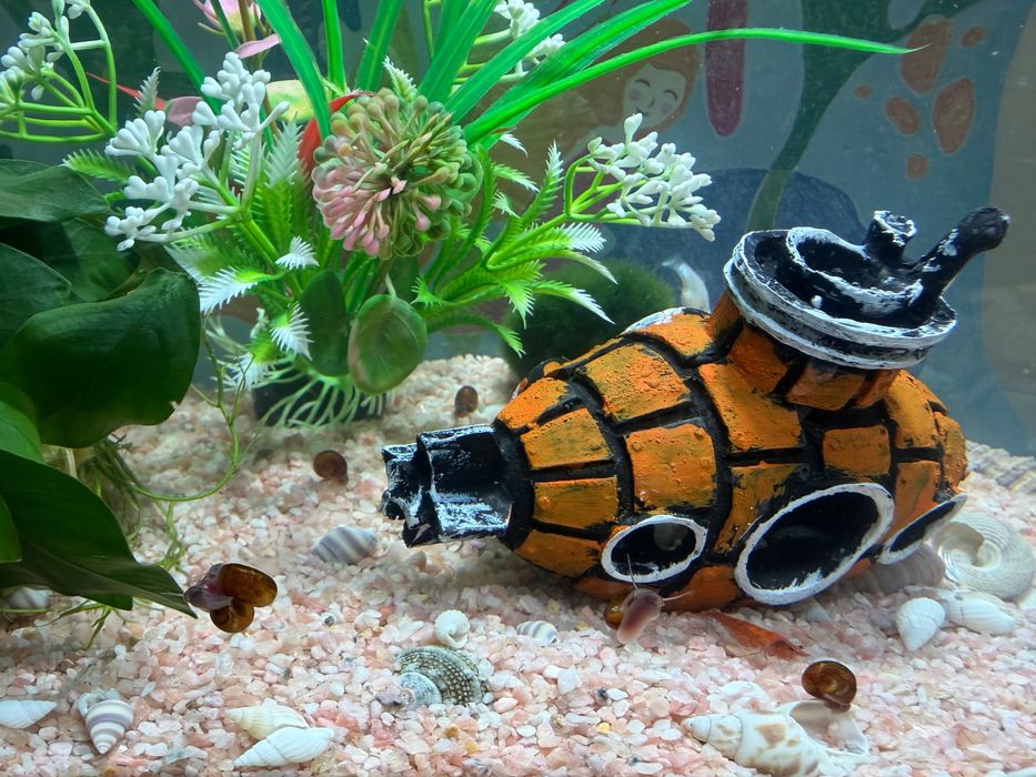 Отдам рыбку моллинезия баллон девочка