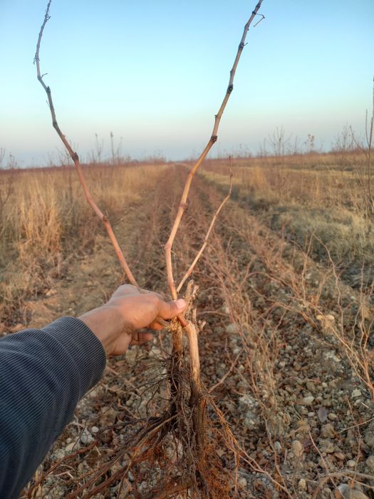 9 xildagi uzum kochatlari bor