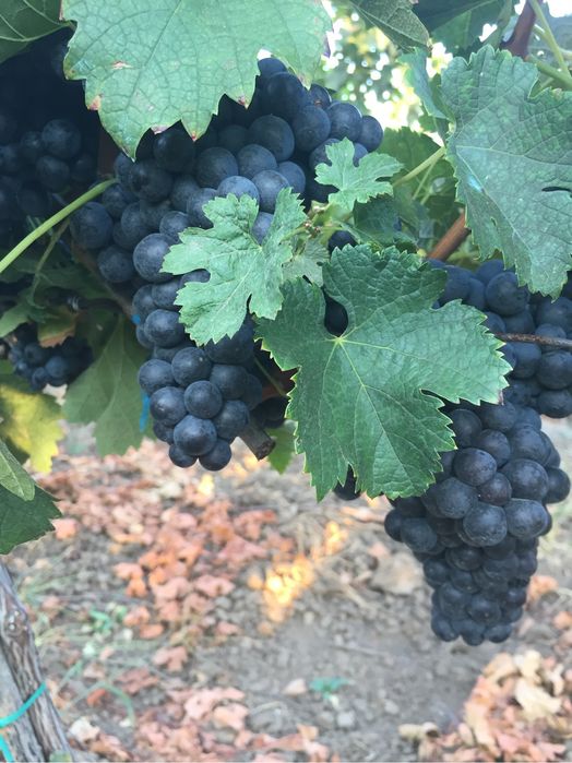Struguri pentru vin si must