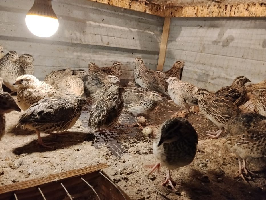 Bedana sotiladi yapon manjur