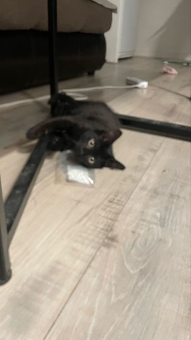 Отдам котика бесплатно