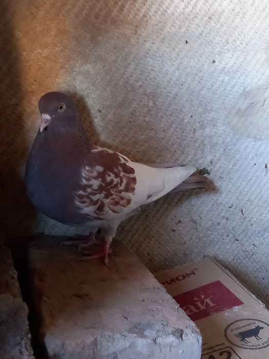 Даулетбаев нұрсұлтан