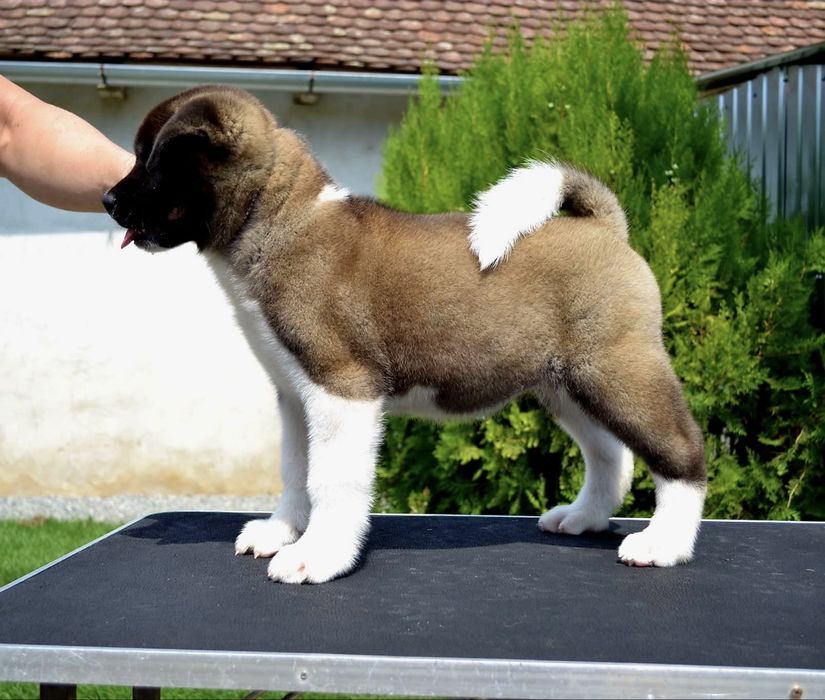 Akita American Femela