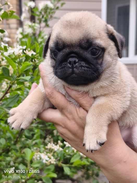 Продам шикарных щенков мопса