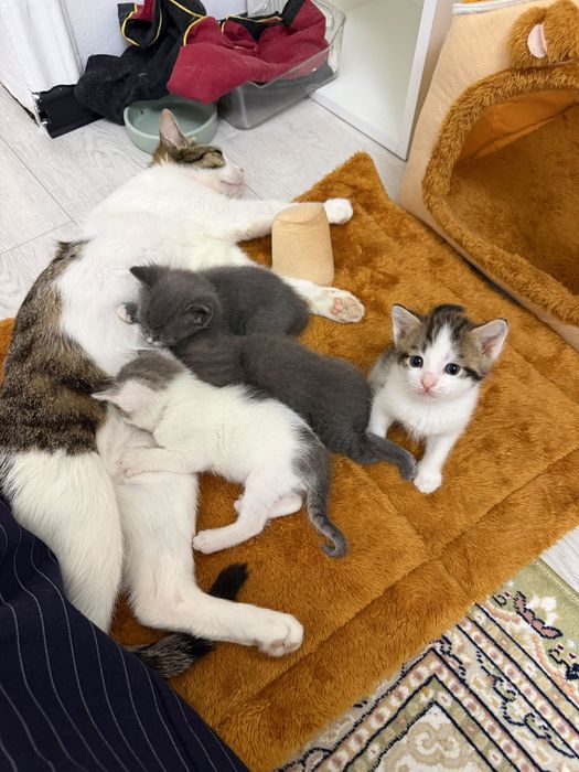 Продам домашнее кошки