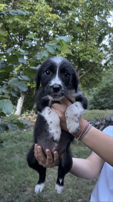 Catelusi pentru adoptie.