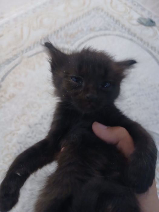 Отдам котенка 2 серый девочка черный мальчик