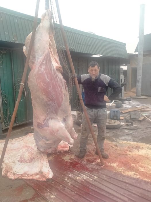 Касапшы, мясник , халлал