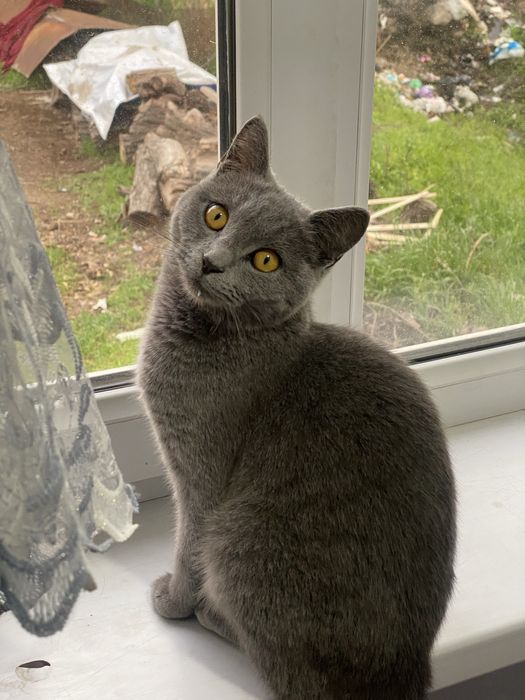 мушук сотлади Бритян