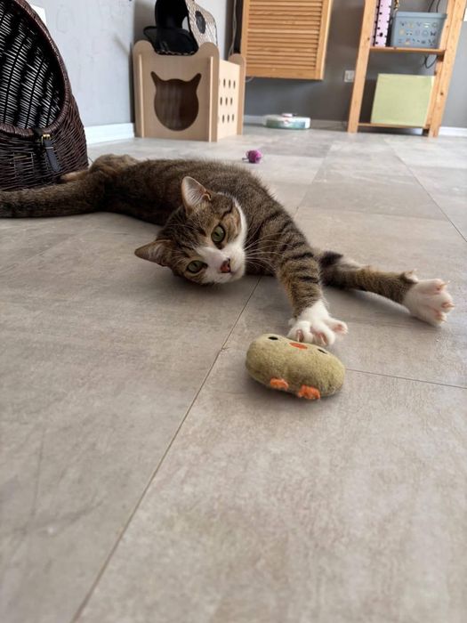 Pisic isi cauta familie iubitoare