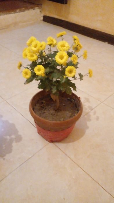 Хрезентама  гули