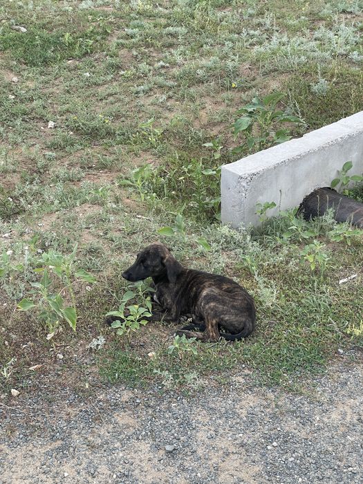 Продам щенка Грейхаунд
