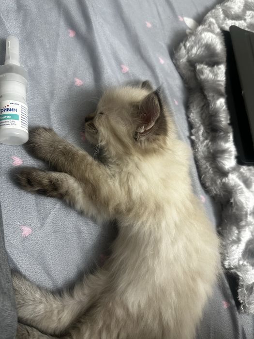 Продам породистых котят