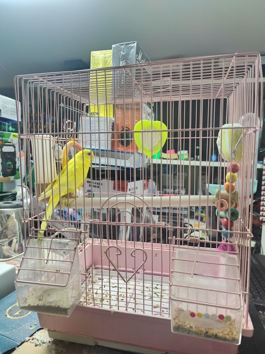 Продаю клетку с попугаем