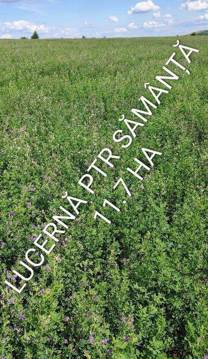 Sămânță de lucernă