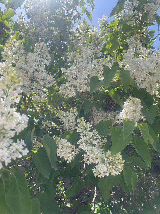 Сирень на срез для букетов