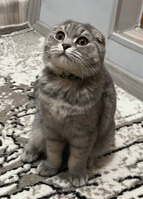 Продаётся кошка Скотиш Фолд