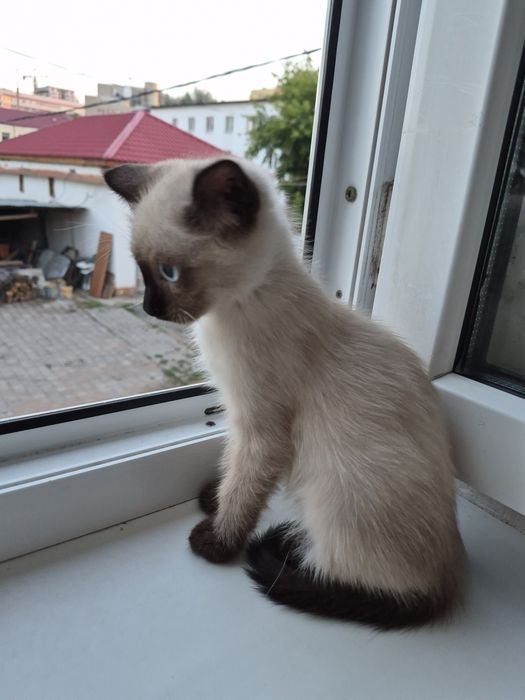 Котенок ищет семью