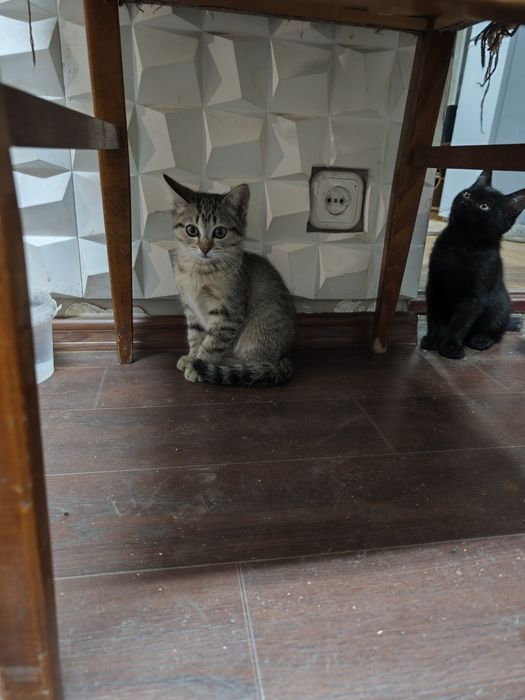 Котята даром в добрые руки