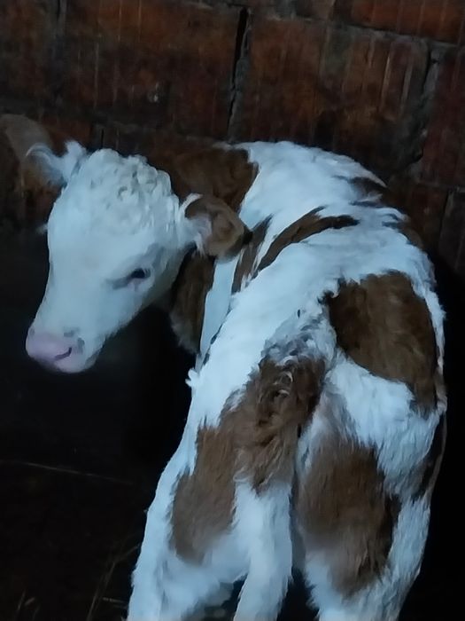 Vând vitei belga și baltat