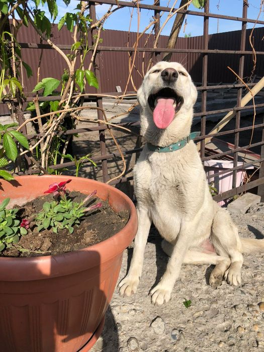 Собака в добрые руки