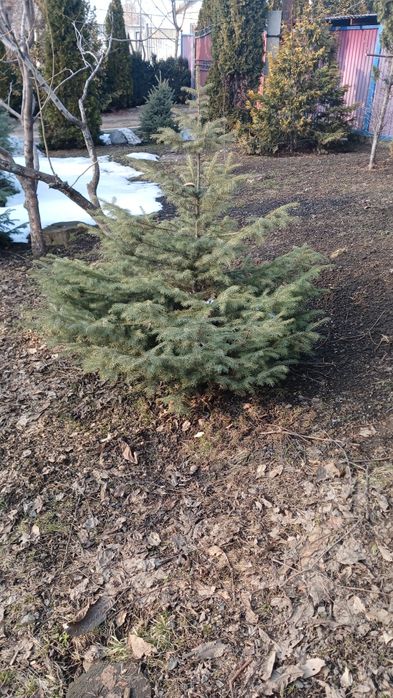 Продам ели Тань-Шаньские