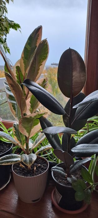 Продам комнатные цветы