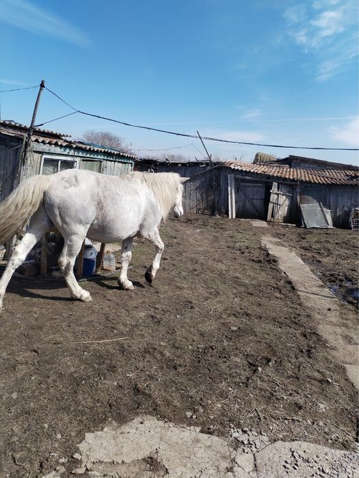 Айгыр, жеребец, лошадь, конь