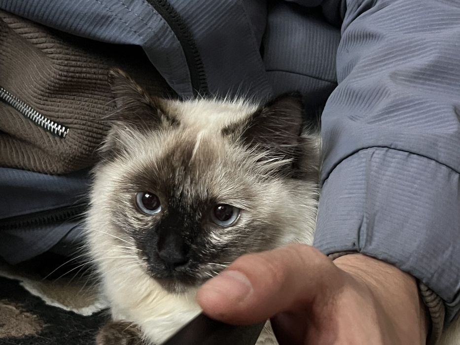 Birman mushugi 150¥