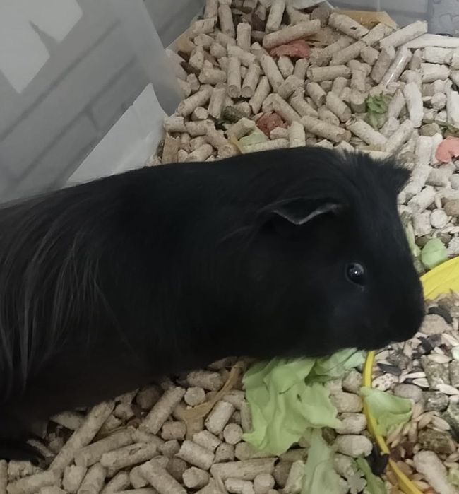 Морская свинка черная