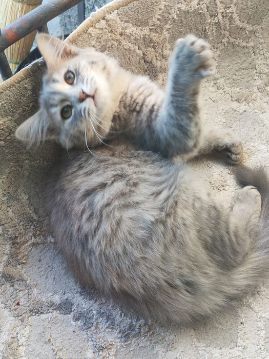 Отдам котят в хорошие руки