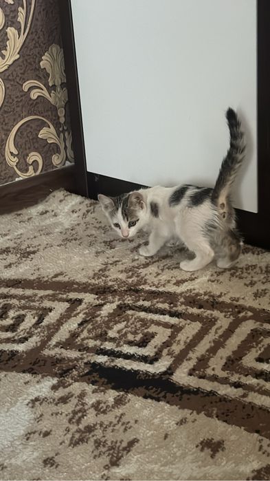 Котенок маленький