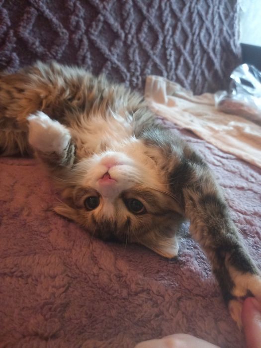 Продам кошку 5000