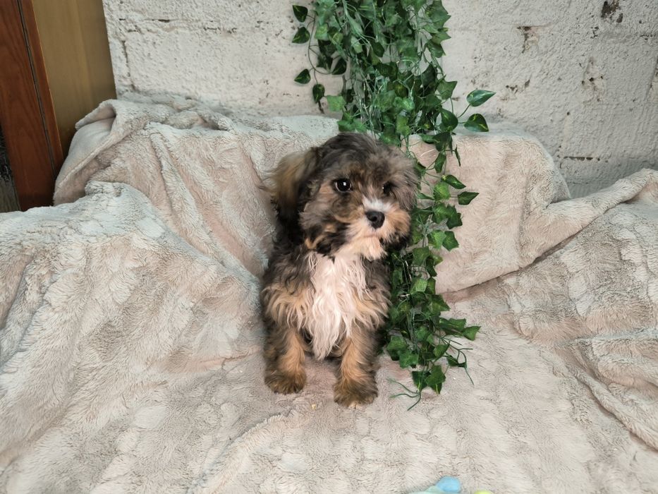 Vand baietel Cavapoo phantom.