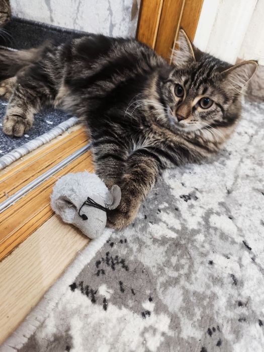 Кот и кошка в добрые руки