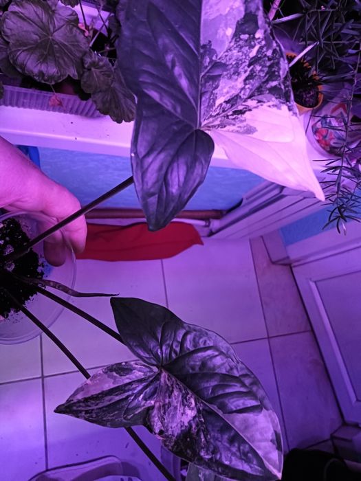 Цветы от 800 т.укоренненые