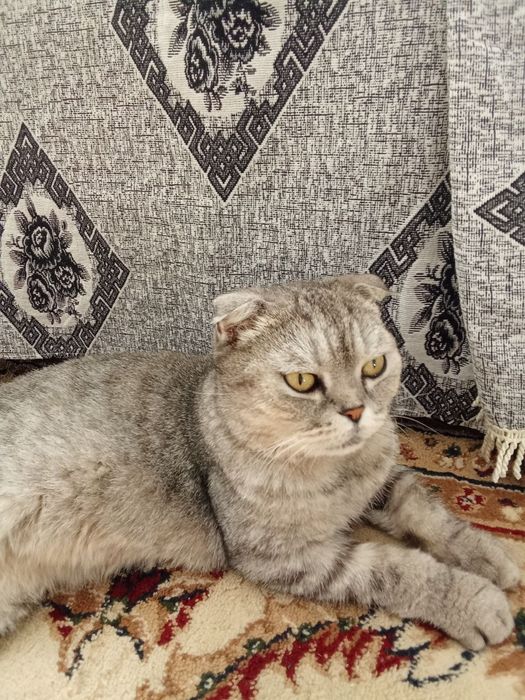 Скоттиш фолд вислоухая
