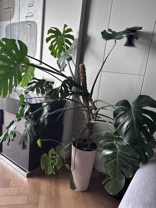 Монстера деликатная