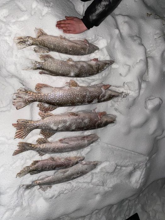 продам щуку 850тг\кг