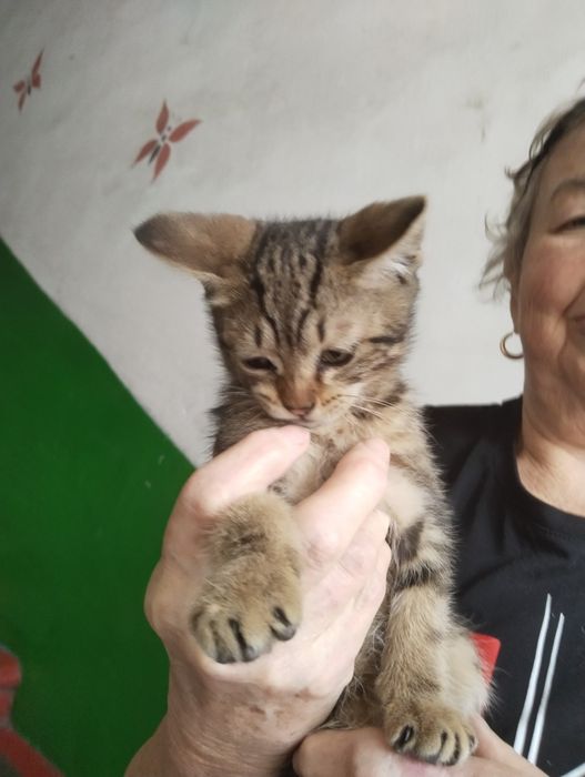 Отдам в хорошие руки