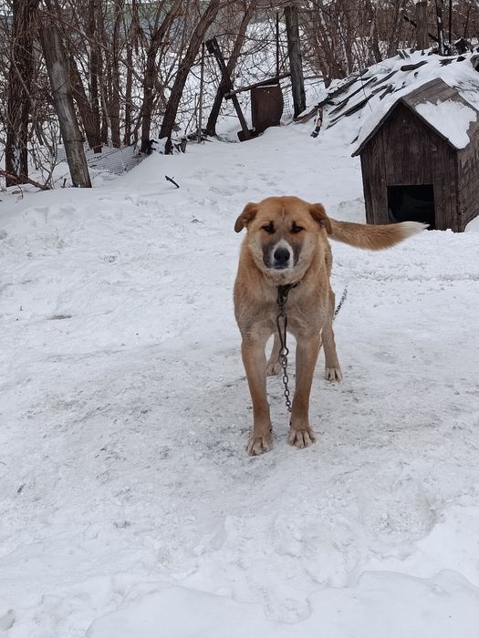 Щенки в хорошие руки будут крупные