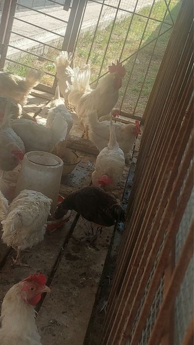 Куры несушни продам