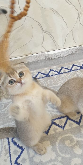 шиншилла котёнок, шиншила 1та киз бола мушукча колди