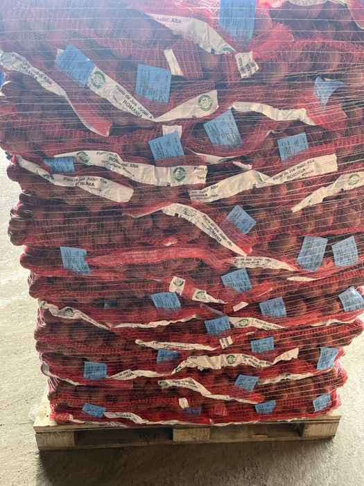 Samanta Olanda certificate