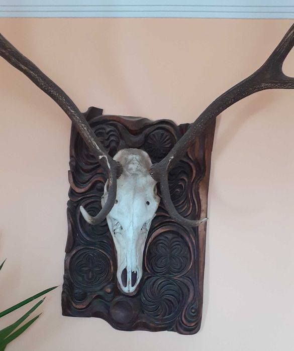 Ловен Трофей - Елен