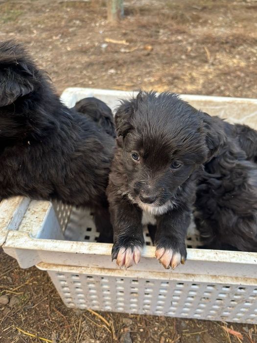 Отдам щенков  бесплатно